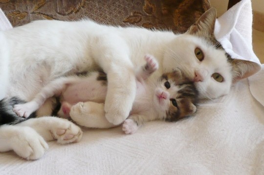 Bienvenue a nos amis des bêtes